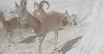 Джейранов и архаров стало больше в Мангистау – с чем это связано?