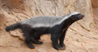 Хищник из Книги рекордов Гиннесса замечен в Устюртском заповеднике (видео)