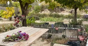 Лаборатия под открытым небом: 80% озеленения Актау создается в Ботаническом саду