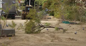 «Парковка или деревья» — спор из-за автостоянки разразился в Актау