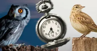 Ученые раскрыли, какие народы «совы», а какие «жаворонки»