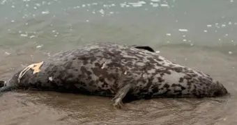 Туши мертвых тюленей обнаружены на берегу Каспия в Мангистау