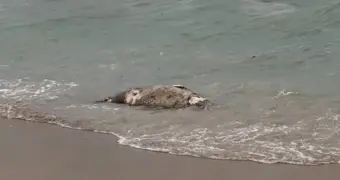 Рыбинспекторы Мангистау обнаружили 112 туш тюленей на берегу Каспия