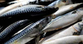 Кардиологи назвали рыбу, которая снижает риск инсульта на десятки процентов