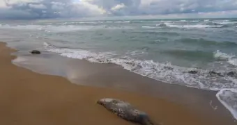 Названа возможная причина массовой гибели тюленей в Мангистау