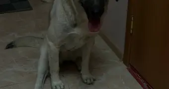 Решение проблемы бездомных животных