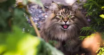 Смерть от бешенства в Мангистау: появились подробности трагедии