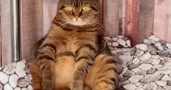 Сколько слов на самом деле понимает кошка: ученые раскрыли удивительные факты