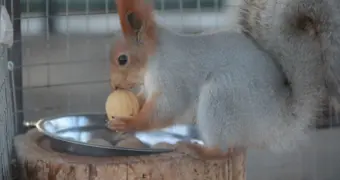 Хвостатые друзья энергетиков: как в ТОО «МАЭК» оберегают и холят белок (фото)