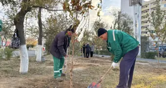 Клён и ясень: Актау высадили еще 100 деревьев