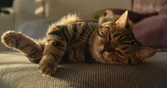 Кошки и собаки: почему наши питомцы остаются «детьми» и как они воспринимают нас