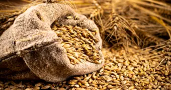 Поезд с казахстанской пшеницей прибыл в Армению