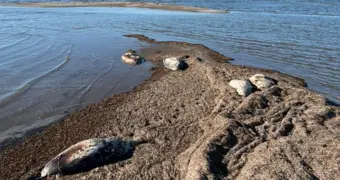 Несколько десятков мертвых тюленей обнаружили на побережье острова Кулалы