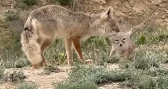 В жилом районе Актау заметили корсака