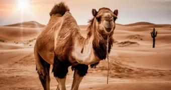 Болезни мозга предложили лечить нанотелами верблюдов