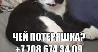 Чей потеряшка?