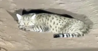 На дороге в Мангистау заметили дикого степного кота