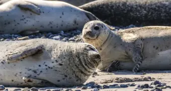 В Мангистау возросло число погибших тюленей: экологи проводят проверку