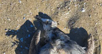 Не только тюлени: в Мангистау на побережье обнаружили погибших птиц