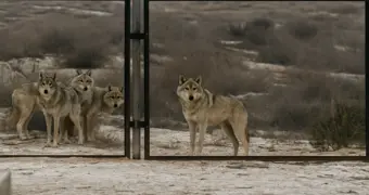 Видео со стаей волков на острове близ Мангистау обсуждают в Сети