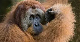 Орангутан сделал лекарство и вылечил себя сам — учные в замешательстве