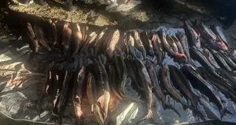 Крупный улов: в Актау мужчина перевозил в авто почти 300 кг осетрины