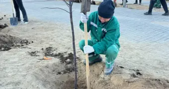 В двух микрорайонах Актау высадили 100 деревьев