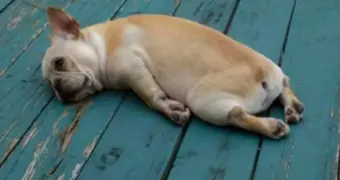 Названы самые ленивые знаки Зодиака