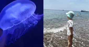 Медуза убила двухлетнего ребёнка на популярном пляже