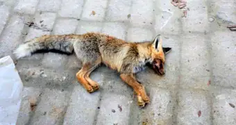 Дикие лисы напали на детей в Мангистау