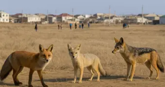 Хищники вблизи сел Мангистау - эколог предупреждает о риске заражения чумой