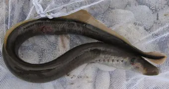 Житель Мангистау снял на ВИДЕО редкую рыбу