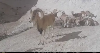 Обитателей степи зафиксировали фотокамеры в Мангистау