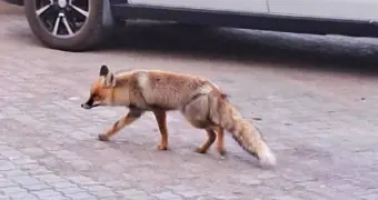 Дикие животные в Актау: почему они выходят к людям и как реагировать горожанам