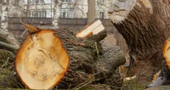 С 5 декабря в Казахстане за вырубку деревьев придется платить 100-кратную компенсацию