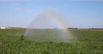 Миллион оливковых деревьев планируют высадить в Мангистау