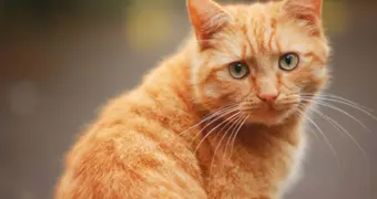 Кошка как магический талисман: какой окрас принесёт женщине счастье