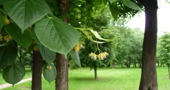 Деревья дороже пенсий в Казахстане: депутат выступил с заявлением