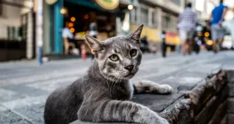 Почему у кошек 9 жизней: научное объяснение невероятной живучести