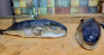 Смертельно опасную рыбу продали россиянину под видом скумбрии