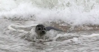 На побережье Каспийского моря в Дагестане нашли сотни мертвых тюленей