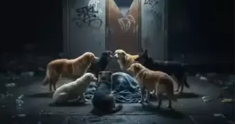 Младенца, которого мать бросила у туалета, всю ночь охраняла стая собак