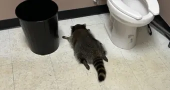 В США енот проник в алкомаркет, напился и уснул в туалете