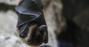 Мужчина нашел в своем ботинке 20 живых летучих мышей