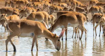 Казахстан получил право торговать рогами сайгака