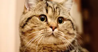 Что на самом деле чувствует кот после кастрации