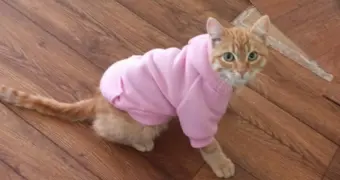 Про настоящих людей: как котёнок из степи нашёл спасение в Актау