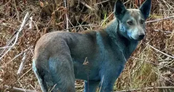 Раскрыта загадка синего цвета шерсти чернобыльских собак