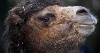 Пожарные из Жанаозена спасли застрявшего в яме верблюда (видео)