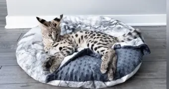 Мини-хищник по цене спорткара: почему Ашера остаётся самой дорогой кошкой в мире